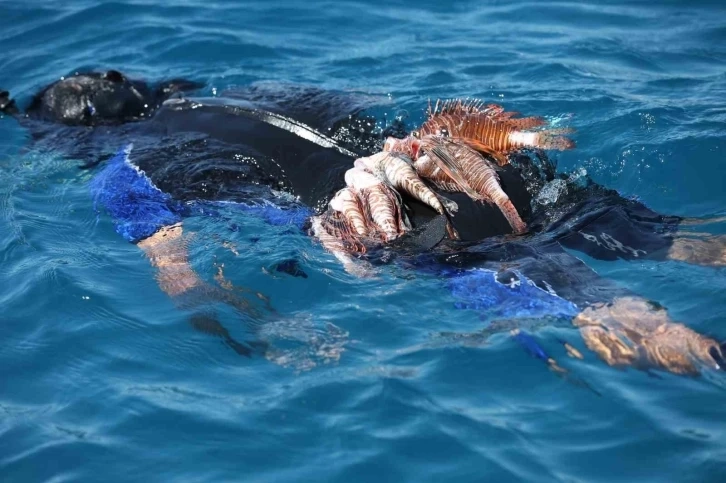 Antalya’da Aslan Balığı Avlama Yarışması düzenlendi