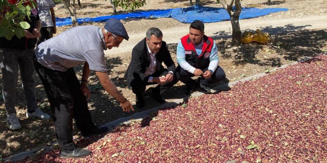 Denizli’de Antep fıstığı hasadı yüzleri güldürdü