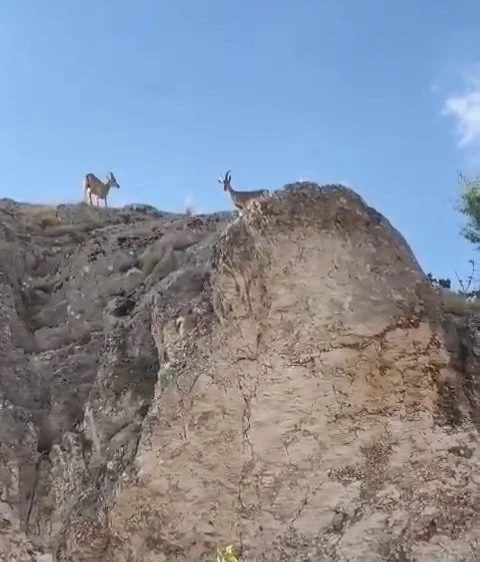 Dağ keçileri Harput’ta görüntülendi