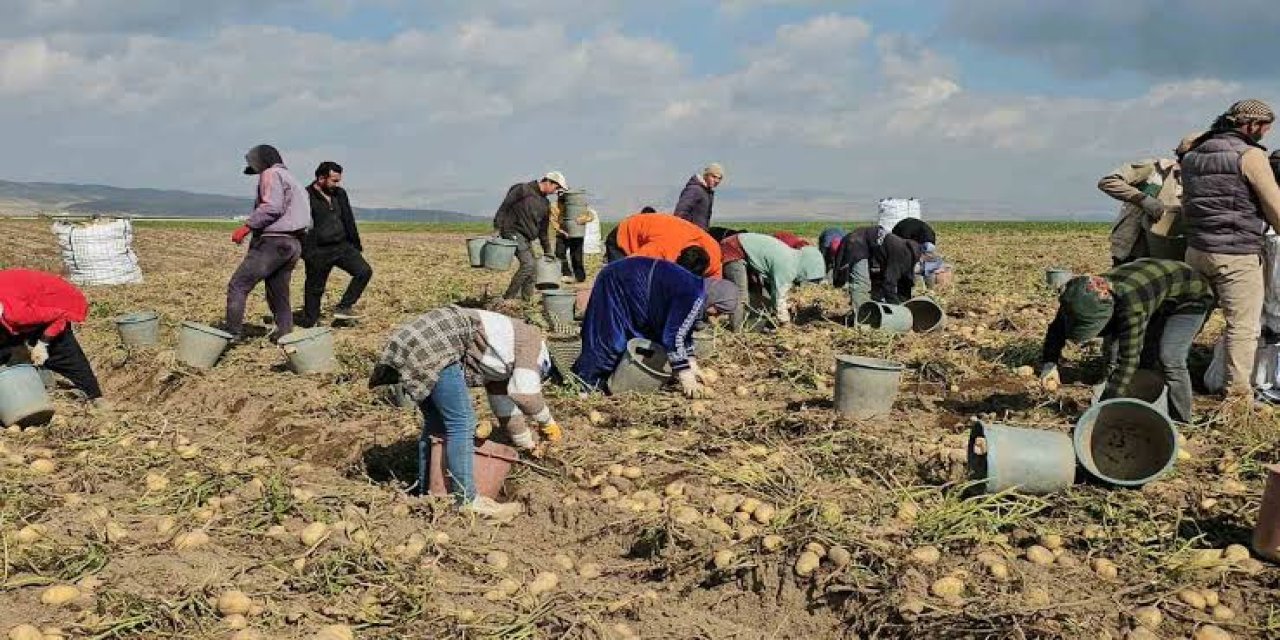 Patates tarlalarında mevsimlik işçilerin zorlu mesaisi