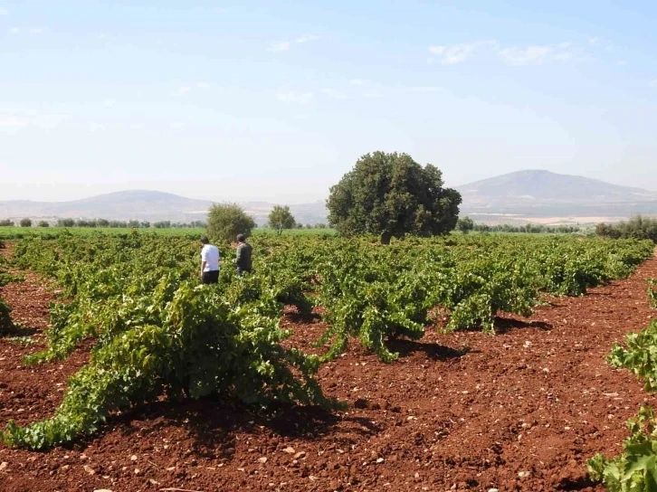 Kilisin meşhur üzümü Kilis karasınırın sıfır noktasında üzüm hasadı başladı