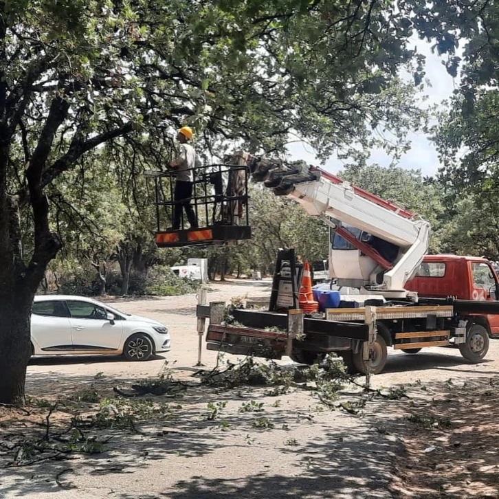 Anıt ağaçlar realite ediliyor