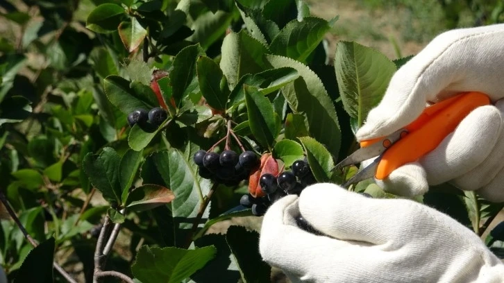 'Süper Meyve' Hasadı Başladı