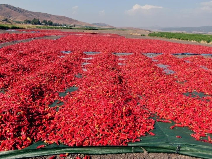 Gaziantep'te en acı hasat başladı