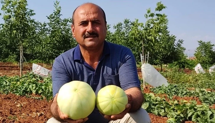 Denizli'de susuz üretilen Çal kavununda hasat devam ediyor