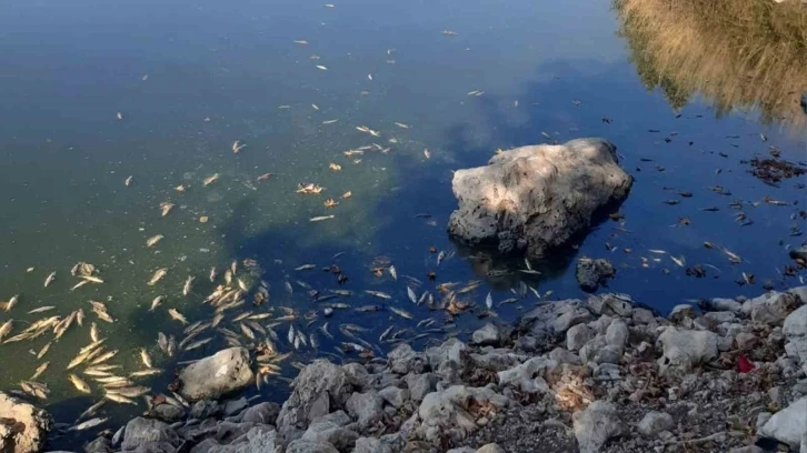 Kahramanmaraş Pazarcık ilçesinde gölde toplu balık ölümleri yaşanıyor