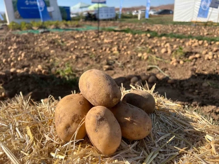 Patates Fuarı düzenlendi 90 çeşit patates fuarda görücüye çıktı