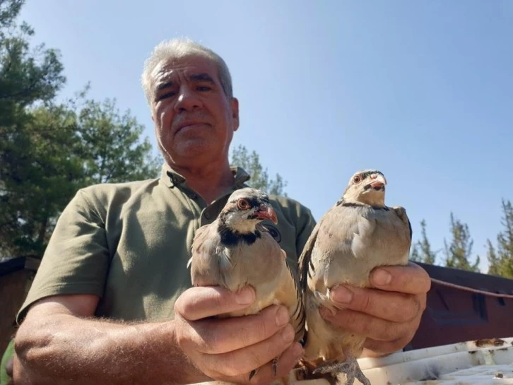 Osmaniye’de 500 kınalı keklik doğayla buluşturuldu