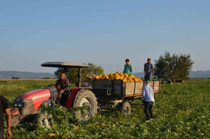 Manisa Kırkağaç kavununda ilk hasat