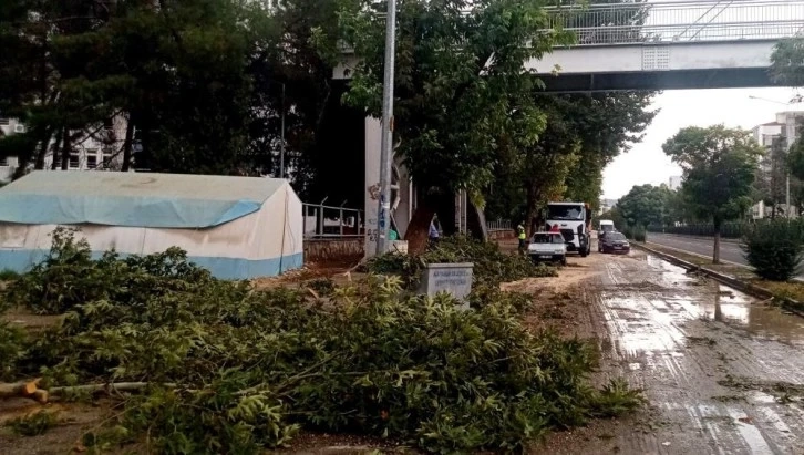 Adıyaman'da yağmur ve rüzgar ağacı devirdi