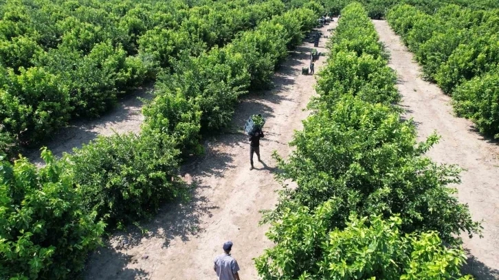 Adana da Limonda hasat başladı, verim yüzleri güldürdü