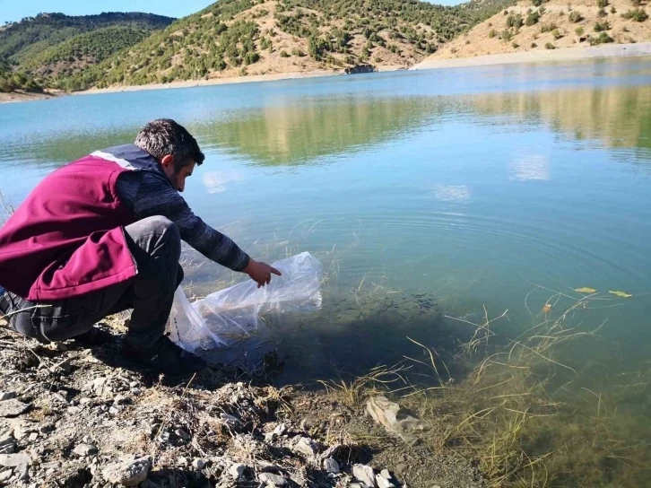 Göletlere 562 bin yavru sazan balığı bırakıldı