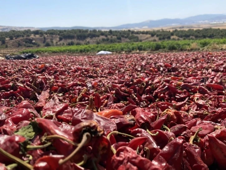 Kahramanmaraş’ın tescilli ürünü ‘Maraş biberi’ hasadı başladı