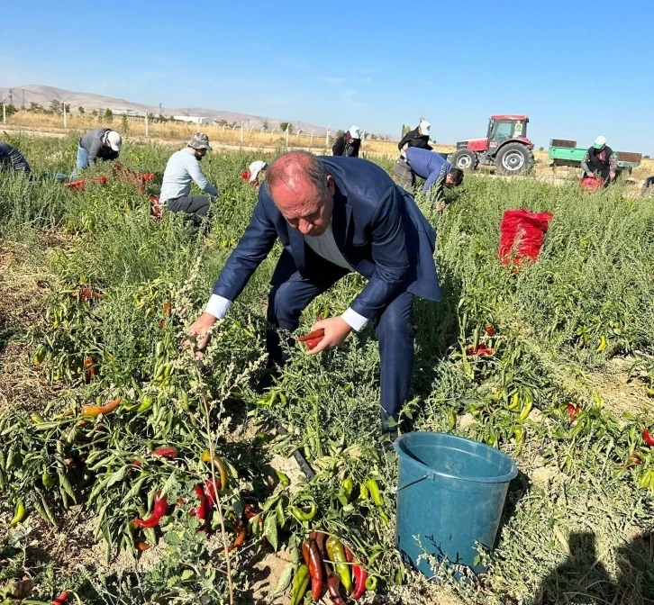 Belediye vatandaşlara  salçalık biber dağıttı