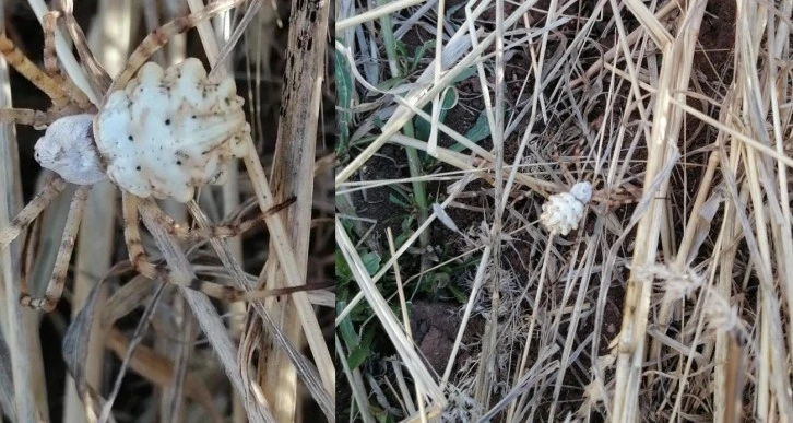 Dünyanın en zehirli örümceği Sivas’ta ortaya çıktı