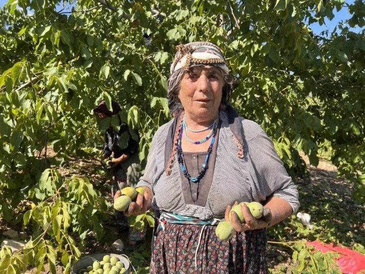 Maraş-18 cevizinin Avrupa ve Ortadoğu ülkelerine ihracatı başladı