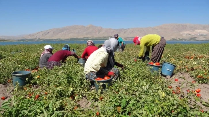 Malatya'da, Karakaya Baraj Gölü'nde suların çekildiği alanda tarımsal üretim yapılıyor