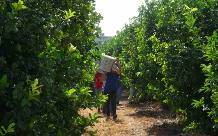 Mersin , Limonun başkenti ’hasat’ dönemi, 10 çeşidi üretiliyor