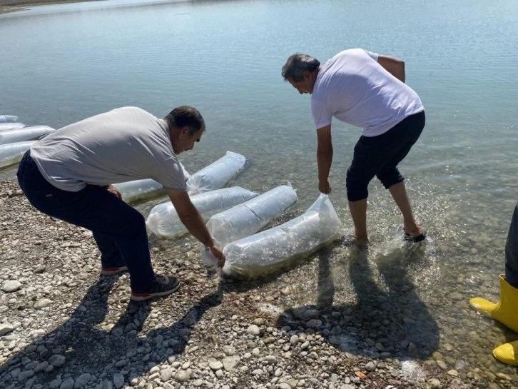 Adıyaman Atatürk Baraj Göletine 7 milyon 180 bin balık bırakıldı