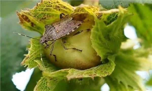 Uyarı geldi, Fındık üreticileri kahverengi kokarca böceğine karşı uyarıldı