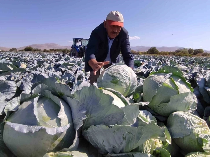 Niğde’de lahana hasadı başladı