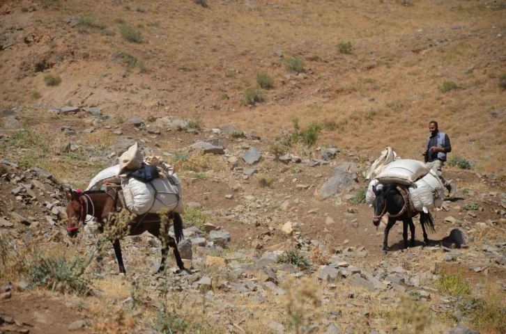 Şırnak’ta yaylalarda toplanan ’heliz otu’ at sırtında beldeye indiriliyor