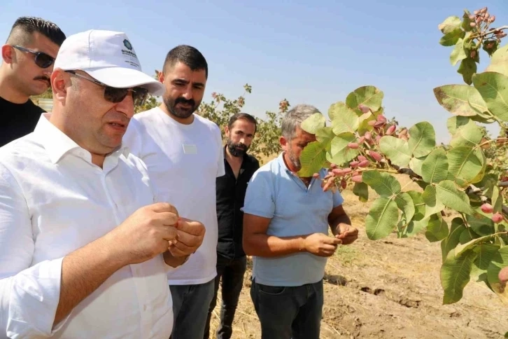 Antepfıstığı için Diyarbakır’da hasat başladı