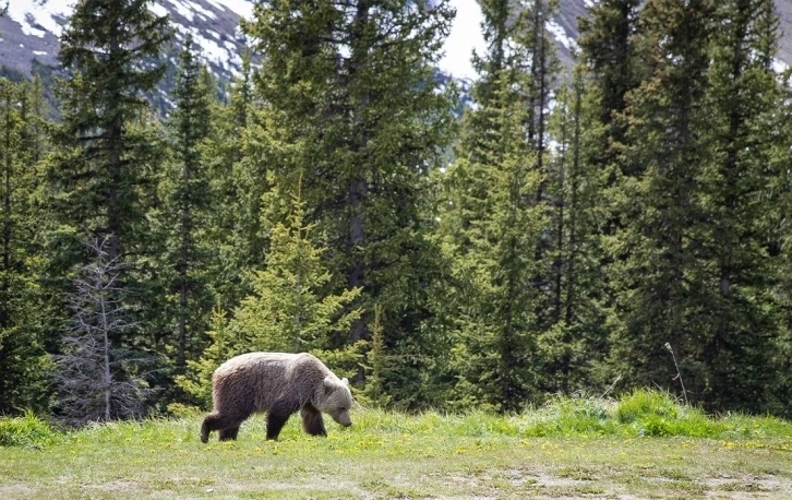 Kanada’da ulusal parkta bozayı saldırısı: 2 ölü