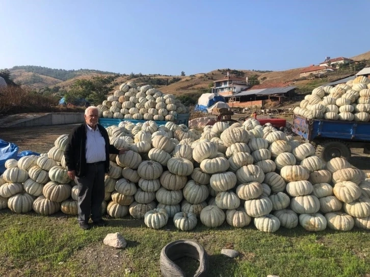 Kestane kabağı üretiminde rekor artış