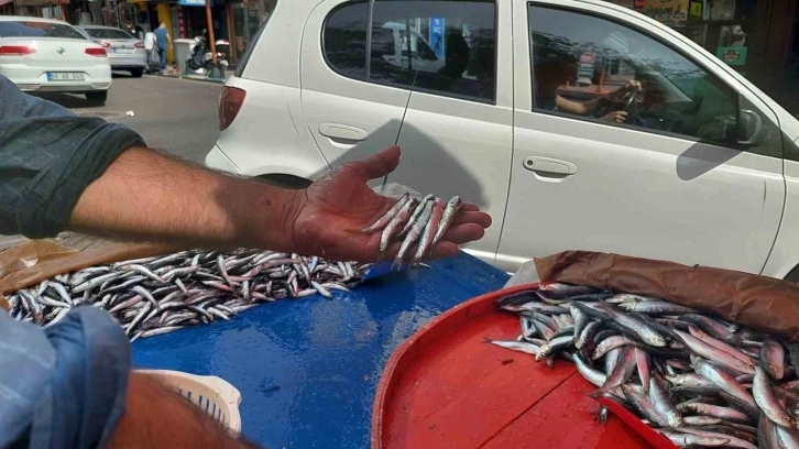 Hamsi  çoğalınca fiyatlarda gevşeme oldu, kilosu 50 liraya geriledi