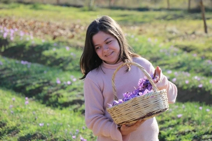 Karabük te 7. Safran Festivali 13-15 Ekim’de yapılacak