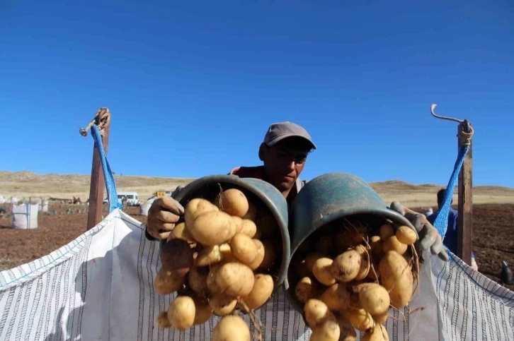 Patates üretiminde rekor artış çiftçi sevinçli