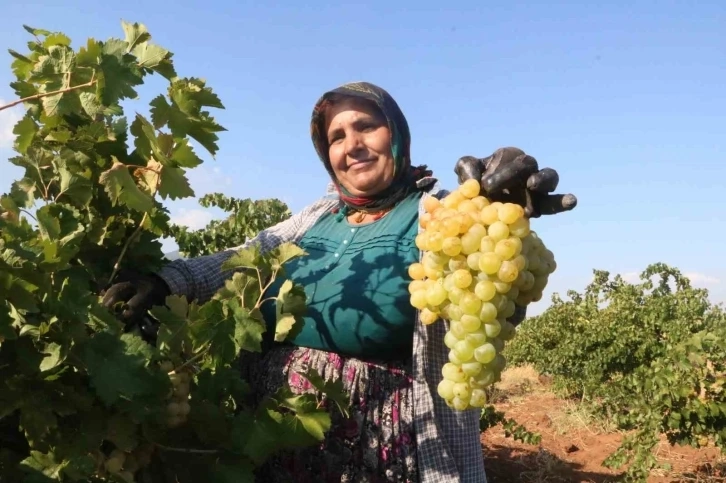 Kahramanmaraş ta üzümün tarla fiyatı: 12 TL