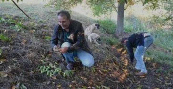 Giresun da Hasadına başlanan Şebin cevizinde rekolte düşüklüğü yaşanıyor