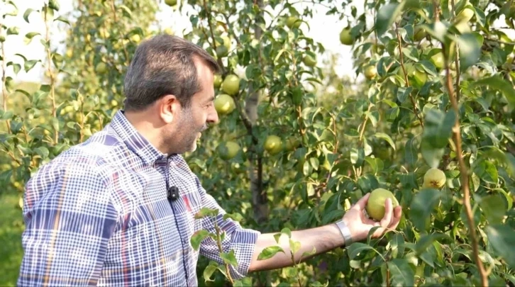 Gürsu ovasında Deveci armudu hasadı başladı