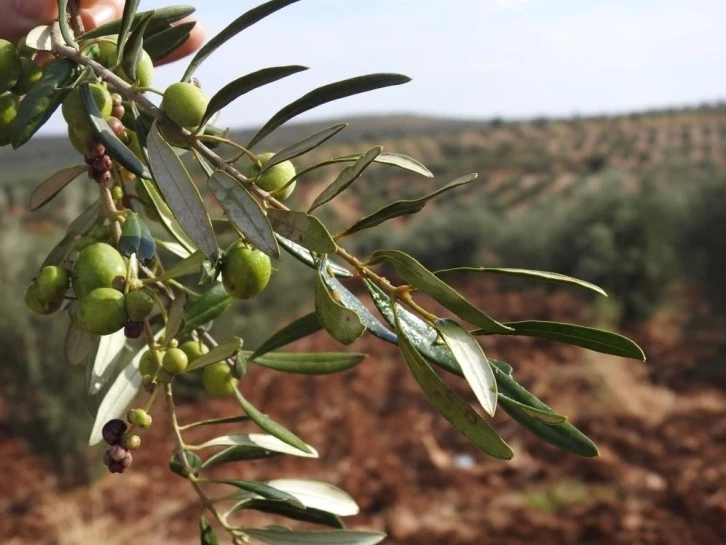 Kilis'te son yağan yağmur zeytin üreticisinin yüzünü güldürdü