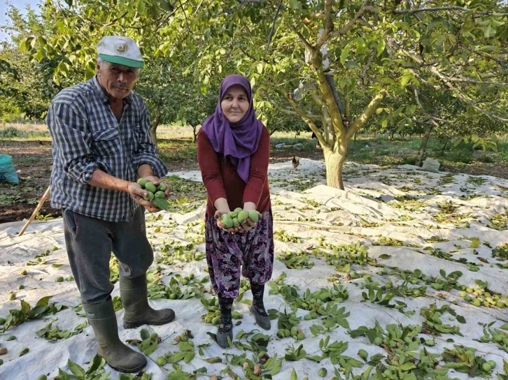 Ceviz hasadı devam ediyor