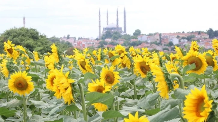 Hasadı yapılan ayçiçek tarlaları geçim kaynağı oldu