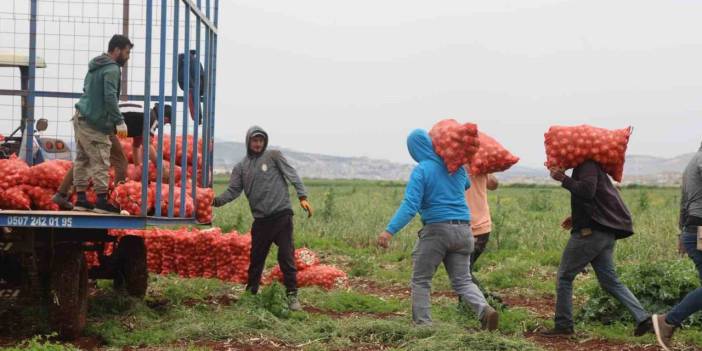 Suriye sınırında bereketli soğan hasadı