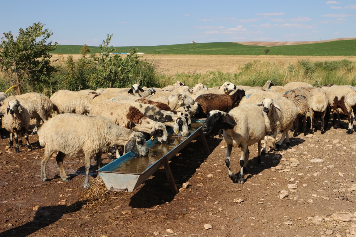 diyarbakir-konar-gocer-suru-coban.jpg