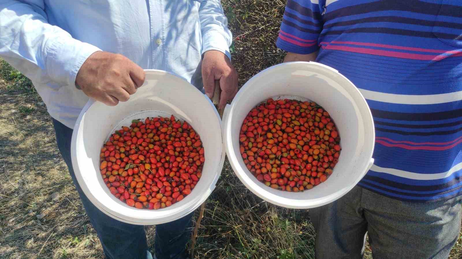 Kuşburnu şifa kaynağı hasat başladı